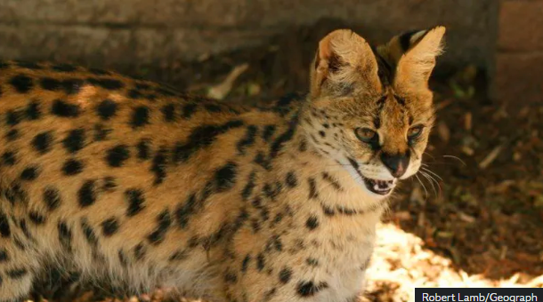 bramerton big cat sighting