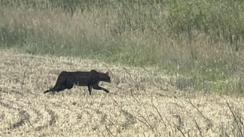 bramerton big cat sighting