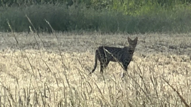 Bramerton Big Cat Sighting